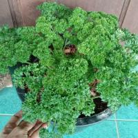 ราคา พาร์สลีย์ (Parsley) หรือ พาร์สเลย์ ใบหยิกกระถาง 10 นิ้ว (24096925859)