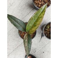 ราคา ต้นโชคเก้าชั้นดำ-ด่าง ชมพู (8166692519)