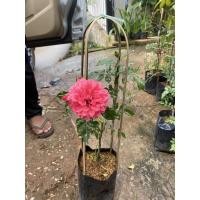 ราคา กุหลาบเลื้อยดอกหอมสีชมพูเข้มลากูน่า (3356919268)