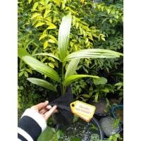 ราคา ต้นกะพ้อ ต้นละ 50 บ. (5742486408)