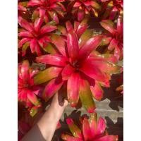 ราคา หน่อ-สับปะรดสี#bromeliad# Neo Grace นีโอ เกรช #ต้นไม้สวยงาม# ไม้ประดับ# ตกแต่ง (20187387787)