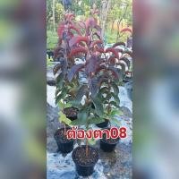 ราคา ต้นฝรั่ง ต้องตา08 ฝรั่งไส้แดง (26852831188)