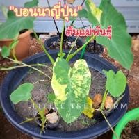 ราคา บอนนาญี่ปุ่น ต้นด่างและเขียวลุ้นด่าง จากต้นแม่ด่าง Colocasia esculenta yellow splash (15215824684)