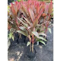 ราคา ต้นทับทิมสยาม หมากผู้หมากเมีย ต้นไม้มงคล สีสันสวยงามสะดุดมาก (ถุงชำ 8 นิ้ว) (26029116440)