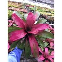 ราคา Neo LeeLa3 เต็มฟอร์ม แล้ว-สับประรดสี #bromeliad# ต้นไม้สวยงาม# ไม้ประดับ# ตกแต่งสวน# ปลูกตกแต่งบ้าน (5591315664)
