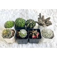 ราคา แคคตัสจัดเซ็ต ชุดละ 100 บาท ขนนกขาว ขนนกเหลือง คามิเน่ แอสโตร เก็งจีน กระบองเพชร หน่อกระบองเพชร ไม้เมล็ด (21112591183)