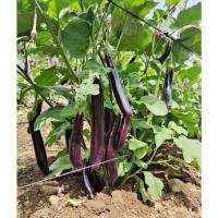 ราคา 100เมล็ด ขั้วและผมสีม่วงดำ EGGPLANT SEEDS เมล็ดมะเขือยาวสีม่วง เมล็ดมะเขือยาวสีดำ ง่าย ๆ (57751407123)