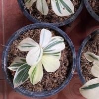 ราคา เอื้องหมายนาด่าง เลือกต้นได้ (11745589812)