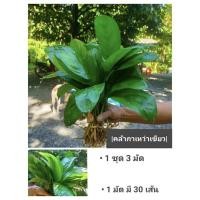 ราคา (3มัดx30เส้น)(ขาย ต้นพันธุ์) ต้น คล้ากาเหว่าเขียว ต้นคล้ากาเหว่าเขียว คล้ากาเหว่า เขียว ต้นคล้ากาเหว่า Anantaporn (12227590295)