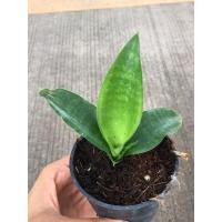 ราคา ลิ้นมังกร ลิ้นมังกรอูบรีเทียนา ไม้ฟอกอากาศ ในกระถาง 3 นิ้ว (3078873628)