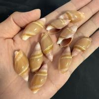 ราคา เปลือกหอยสังข์หายาก RU TOU ZI DAN สำหรับทำหัตถกรรมเปลือกหอยและของสะสมส่วนตัว Size:3-4cm (29540642346)