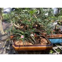 ราคา บอนไซสวนถาด บอนไซจิ๋ว บอนไซแคระ กระถางเซรามิค (12914410753)