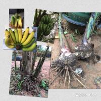 ราคา หน่อกล้วยหอมทอง แพค 3 หน่อ หอมทองแท้ ต้นสวยหน่อสวยๆ จากสวน (43326581112)