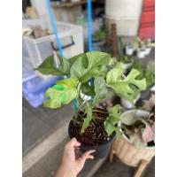 ราคา ฟิโลเดนดรอน มอนสเตอร่าไจแอนท์ Monstera Giant พร้อมส่งทั้งกระถาง 6 นิ้ว (11042377752)