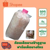 ราคา ก้อนเชื้อเห็ดนางฟ้าภูฐาน ชุด 12 ก้อน ฟาร์มเห็ดบางไทร แถมคู่มือวิธีการเปิดก้อนเห็ด (23047117506)