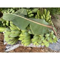 ราคา หน่อกล้วยน้ำว้ายักษ์ กล้วยน้ำว้ายักษ์ (11144129867)