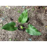 ราคา ฟิโลเดนดรอนด่างขาวน้อย (11639602170)