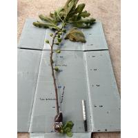 ราคา กิ่งตอน มะเดื่อฝรั่ง Fig พันธุ์ Cigar (44151286670)