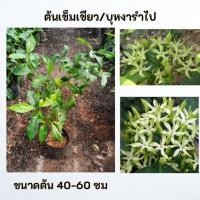 ราคา ต้นเข็มเขียว เข็มเขียว บุหงารำไป (54250055161)