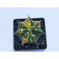 ราคา ยิมโนด่าง ไม้เพาะเมล็ด Gymnocalycium ยิมโน (4375727835)