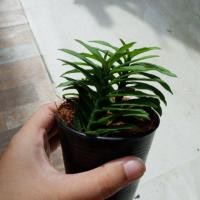 ราคา บันไดเศรษฐี ต้นไม้ กระบองเพชร (4741262635)