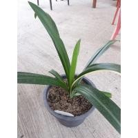 ราคา ว่านกวักแม่ทองใบ กวักใบพาย ใบยาว ว่านมงคล ว่านกวัก ไม้มงคล ต้นใหญ่ (10302235962)