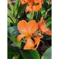 ราคา ต้นพุทธรักษาแคระ สีส้มอ่อน ในกระถาง6นิ้ว (15761334545)