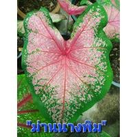 ราคา ม่านนางพิมบอนสี หรือไก่ชวนประคอง เป็นบอนผ่าชิ้นอยู่ในตระกูลไก่ ส่งกระถาง3-4นิ้ว (29586871951)