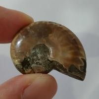 ราคา หอยแอมโมไนต์ Ammonite fossil ฟอสซิลแอมโมไนท์ ฟอสซิลหอย แอมโมไนต์ หินแห่งความสมบูรณ์ หอยแอมโมไนต์เต็มตัว หอยล้านปี คตหอย (28327266646)