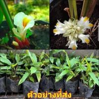 ราคา (1ต้น) ต้น ว่านดอกทอง ว่านมหาเสน่ห์ ดอกทองเขมร รากราคะ / นิรัชพร (21993124297)