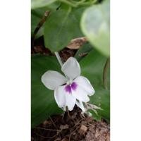 ราคา ว่านเปราะหอม หรือว่านเสน่ห์จันทร์หอมเปราะหูเสือไม้มงคลพืชสมุนไพรประกอบอาหารปลูกเป็นไม้ประดับก็สวยงาม (22628064685)