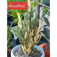 ราคา กระบองเพชรปราสาทนางฟ้าด่างสวย ฟอร์มกอใหญ่ [ส่งพร้อมกระถาง] (23941059589)