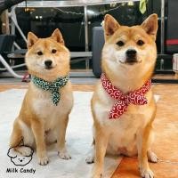ราคา Pawsfun สัตว์เลี้ยงปีใหม่สไตล์ญี่ปุ่น Tang หญ้ารูปแบบผ้าพันคอสุนัข Shiba Inu ผ้าพันคอน้ําลายผ้าพันคอแมวภาพวันหยุด (50954865417)