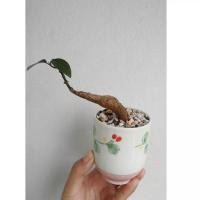 ราคา โขดม่วงมงคล (พร้อมกระถางเซรามิค) (13925593919)