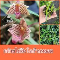 ราคา กล้วยไม้สิงโตก้านหลอด หายากไม้จิ๋ว ดอกน่ารัก (23001029321)