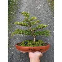 ราคา บอนไซหูกระจงแคระ,แผ่บารมี (25667236210)