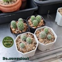 ราคา แมมตุ๊กตาญี่ปุ่น กระถาง 2 นิ้ว Mammillarua gracilis น้องหนาม แมมตุ๊กตา แคคตัส Cactus (14875726172)