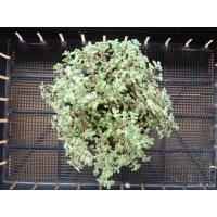 ราคา ต้นมะลิน้อย คลาสซูล่า crassula expansa กระถาง 5 นิ้ว (23269327740)