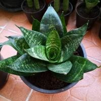 ราคา ต้นลิ้นมังกร ลิ้นมังกรแคระ ต้นไม้ฟอกอากาศ กระถาง 6 นิ้ว (7916526523)