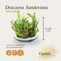 ราคา ต้นไผ่กวนอิมน้ำ ขนาด 3 นิ้ว (ร่ม) (43409337706)