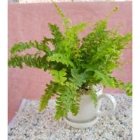 ราคา ต้นไม้ฟอกอากาศ ต้นเฟิร์นบอสตัน พร้อมกระถางเซรามิค (4223629064)