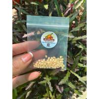 ราคา เมล็ดพริกหนุ่มเขียว 1ซองบรรจุ 30 เมล็ด ซองละ 29 บาท (21788101916)