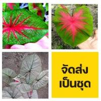 ราคา จัดส่งเป็นชุด บอนสีราชินีใบไม้ ช้างเผือกใบบัว อิเหนา ลูกไม้ป่ากระดูกแดง ชุดละ 3 หัว พันธุ์ละ 1 หัว (11567225763)