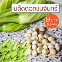 ราคา ดอกชมจันทร์ เมล็ดดอกชมจันทร์ ชมจันทร์ (สดๆจากต้น/ เก็บจากสวน) ชุดละ 10 เมล็ด ถูกมาก เมล็ดพันธุ์ (8014571807)