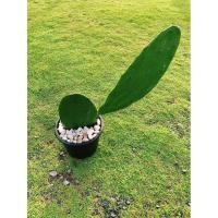 ราคา ต้นกระบองเพชรรับประทานผล สายพันธุ์ Opuntia ficus-indica #โอพันเทีย #Opuntia cactus #ใบเสมา #แคคตัส #พันธุ์ไม้หนาม (4243886311)