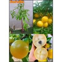 ราคา เอบิวใต้หวัน ตงมี่ ต้นอะบิว Abiu Yellow Star Apple ทาบกิ่ง เพาะเมล็ด / ahpaynup (41668585456)