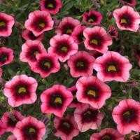 ราคา 25 เมล็ด ดอกพิทูเนีย ดอกพิทูเนียพันธุ์เตี้ย Dwarf Petunia Flower Seed สายพันธุ์ WATERMELON PUNCH (41773774532)