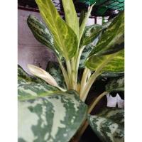 ราคา ต้นเศรษฐีเงินเต็มถัง (23668777576)