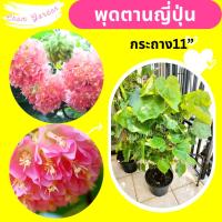 ราคา ต้นพุดตานญี่ปุ่น กระถาง 11 นิ้ว (13472128977)