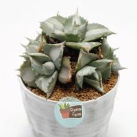 ราคา อากาเว่ด่างเเคะ Agave​ isthmensis​ 'Ohi​ Raijin​ Shiro Nakafu'​ (25894322436)